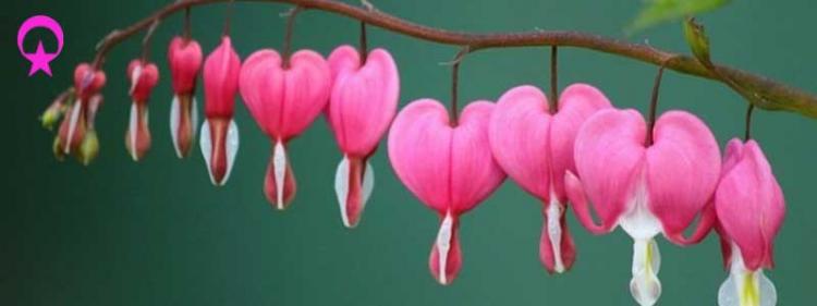 Dünyanın en güzel 15 Çiçeği