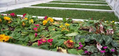 Mezar bakim hizmetleri