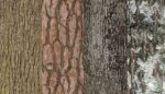 Dekoratif Ağaç Kabuğu Parçaları
