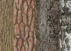 Dekoratif Ağaç Kabuğu Parçaları
