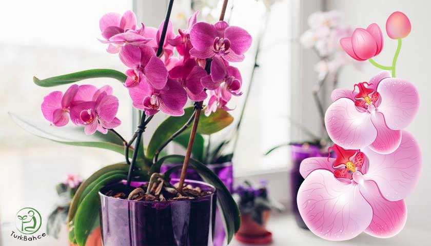 Orchidaceae, orkide